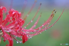 雨のあと