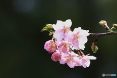 河津サクラ 　後楽園（２）