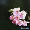 河津サクラ 　後楽園（２）