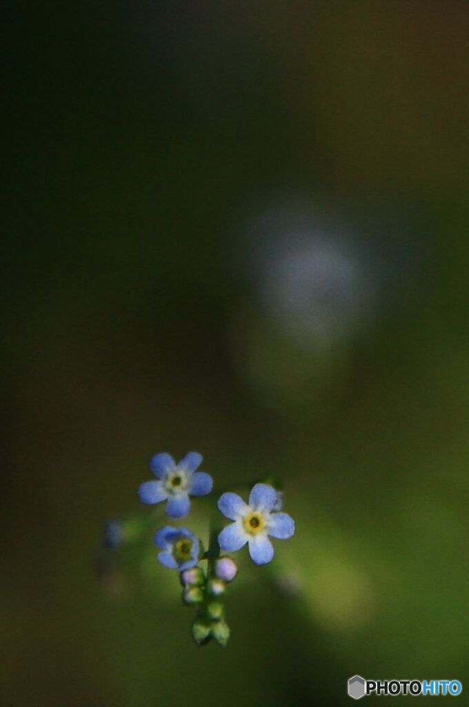 キュウリグサ