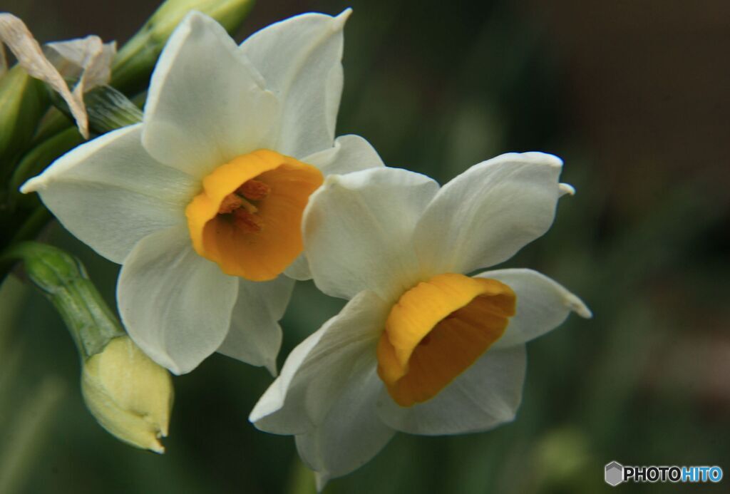 うつむきかげｎに