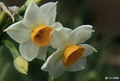 うつむきかげｎに