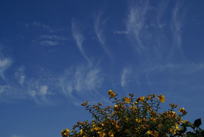 キンシバイの空