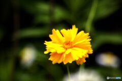 　特定外来種　　オオキンケイギク