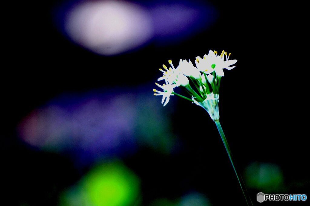 にらの花