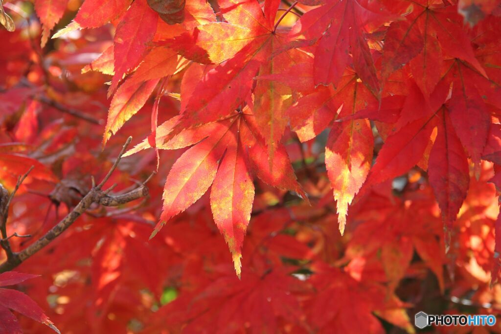 赤い紅葉にスポttライト