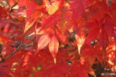 赤い紅葉にスポttライト