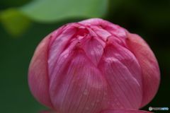 点心　　ハスの花饅頭