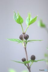 クロロウバイ　　蕾