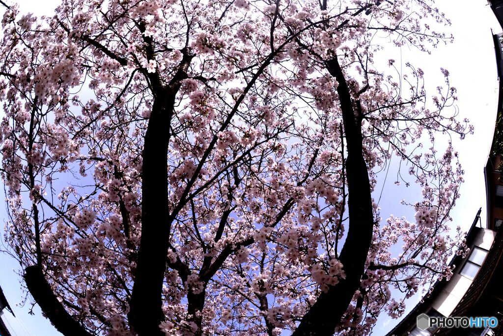 桜