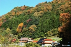 秋　道路沿いの集落