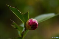 サザンかの蕾