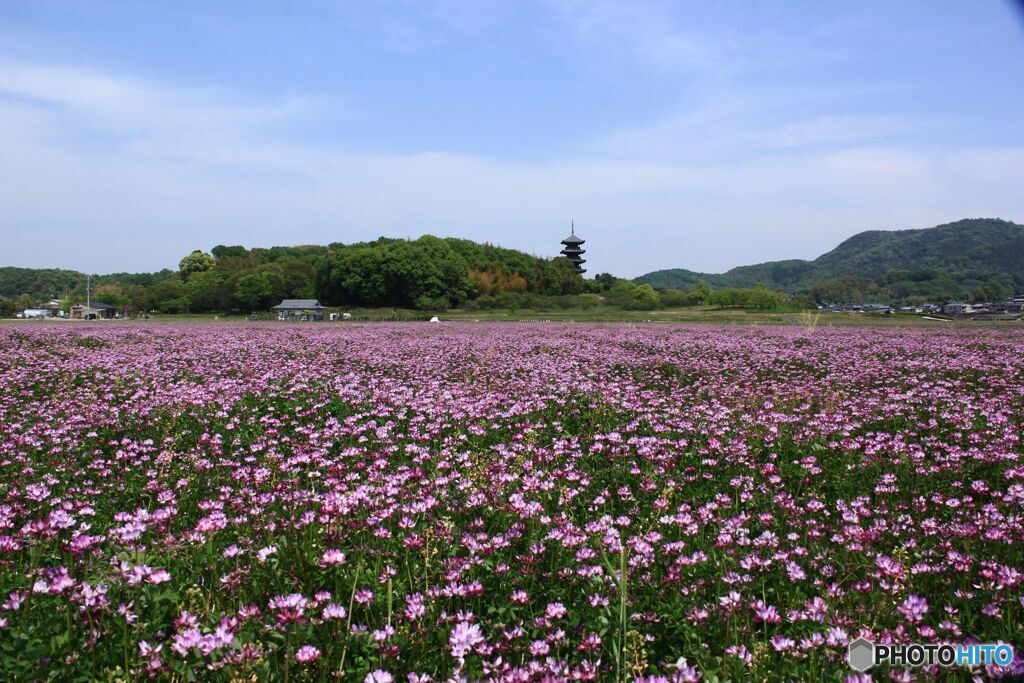 れんげ満開の吉備路