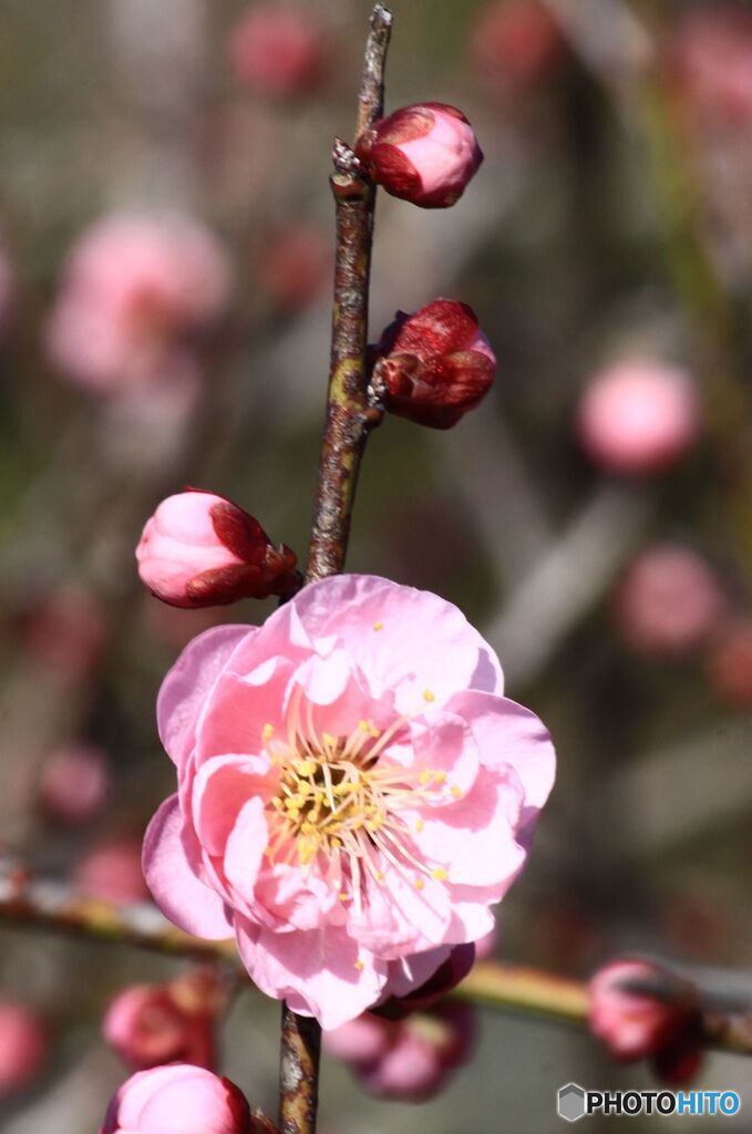 線路際の梅の花