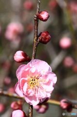 線路際の梅の花