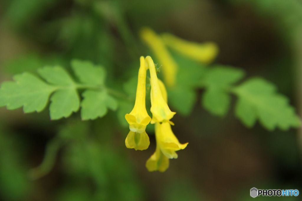 道後山の花・1　　キケマン