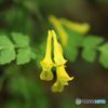 道後山の花・1　　キケマン