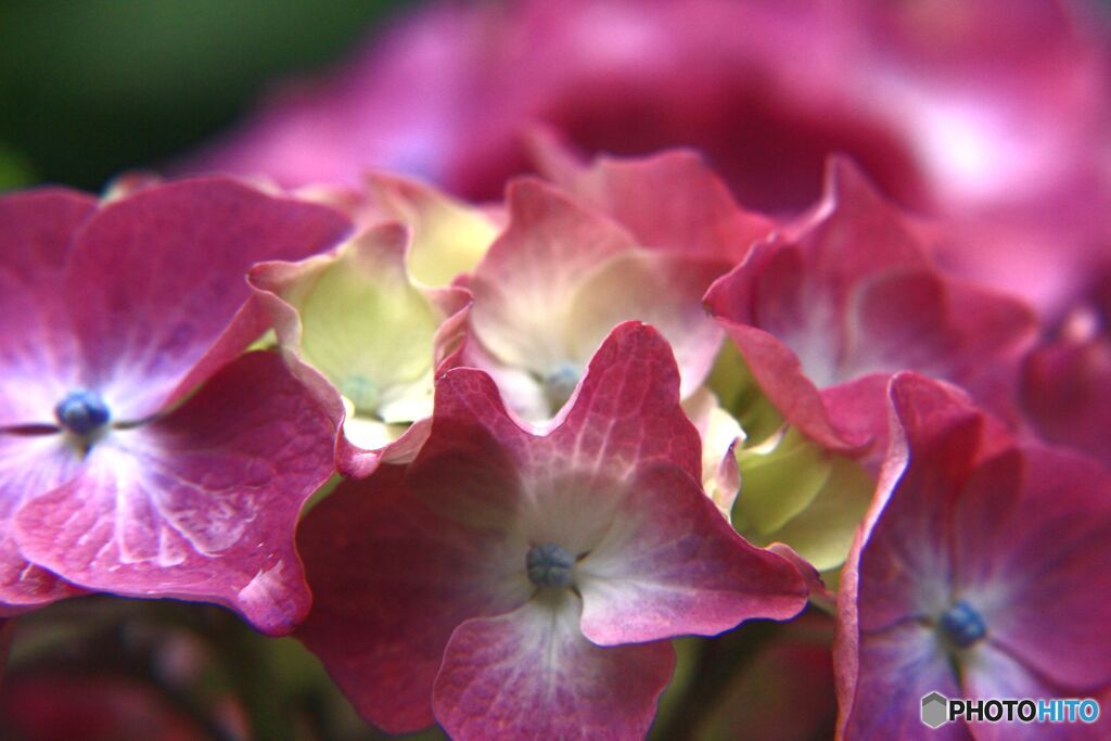 アジサイ　　淡いワインレッド