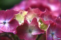 アジサイ　　淡いワインレッド