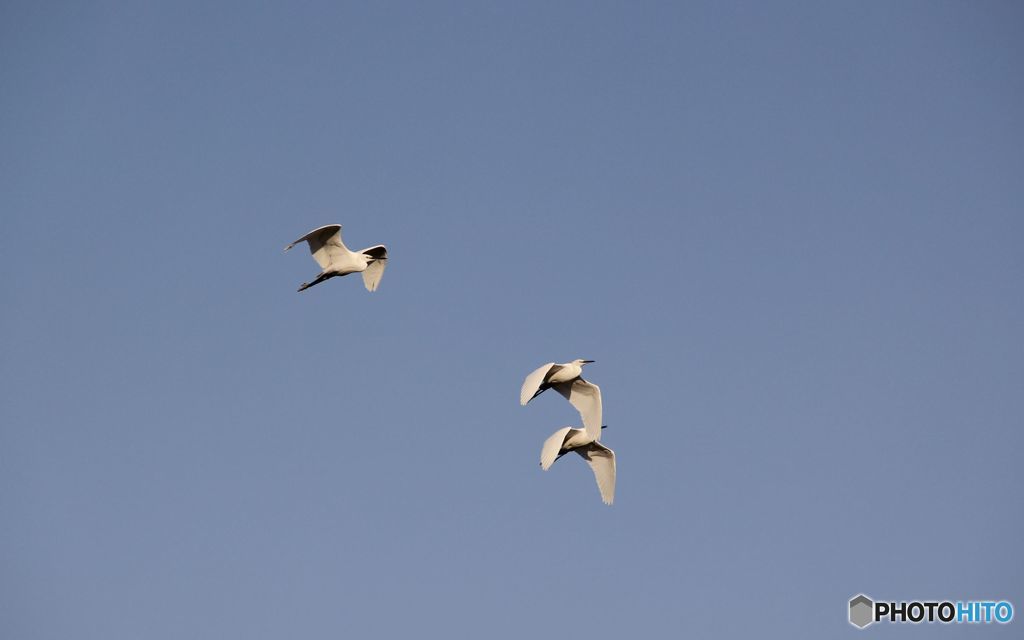 白鳥は悲しからずや