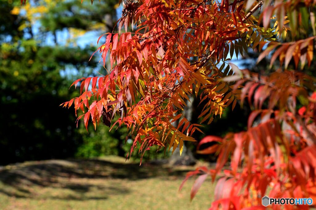 櫂の木染まる