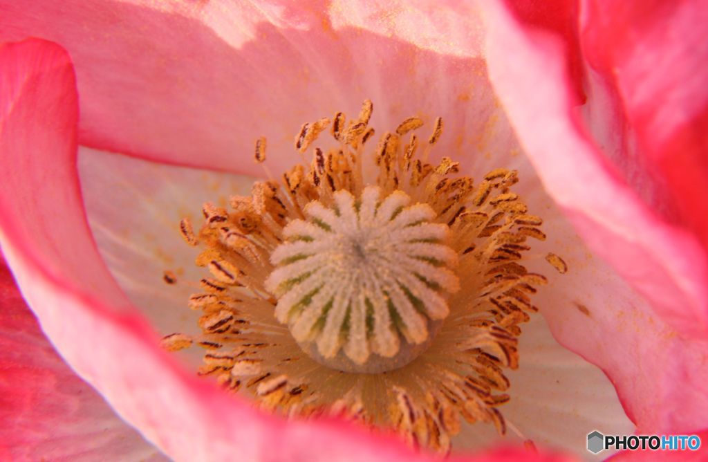 ポピー　　　蕊