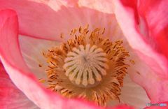 ポピー　　　蕊