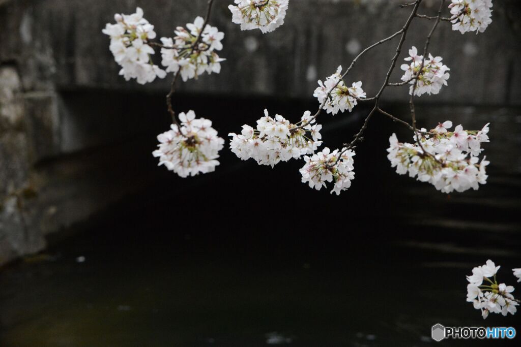 川の上で咲く
