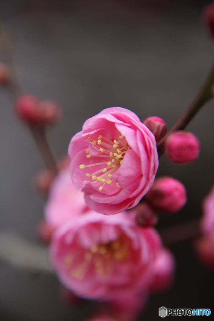 紅梅