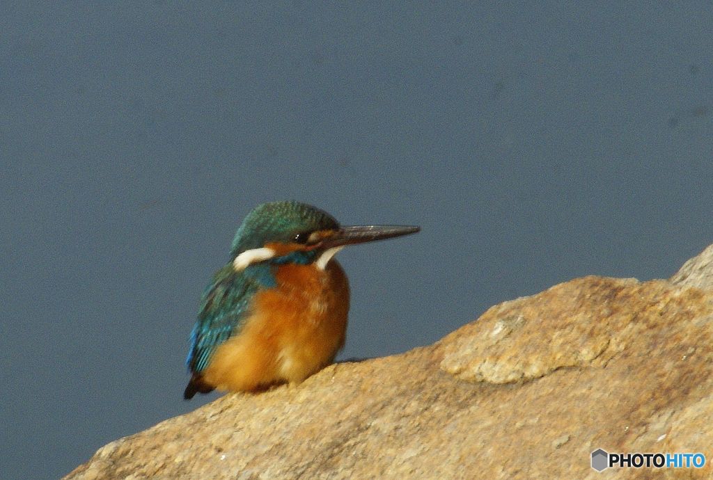海辺で見たカワセミ