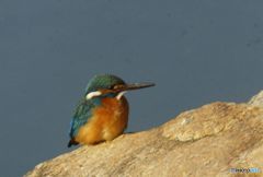 海辺で見たカワセミ