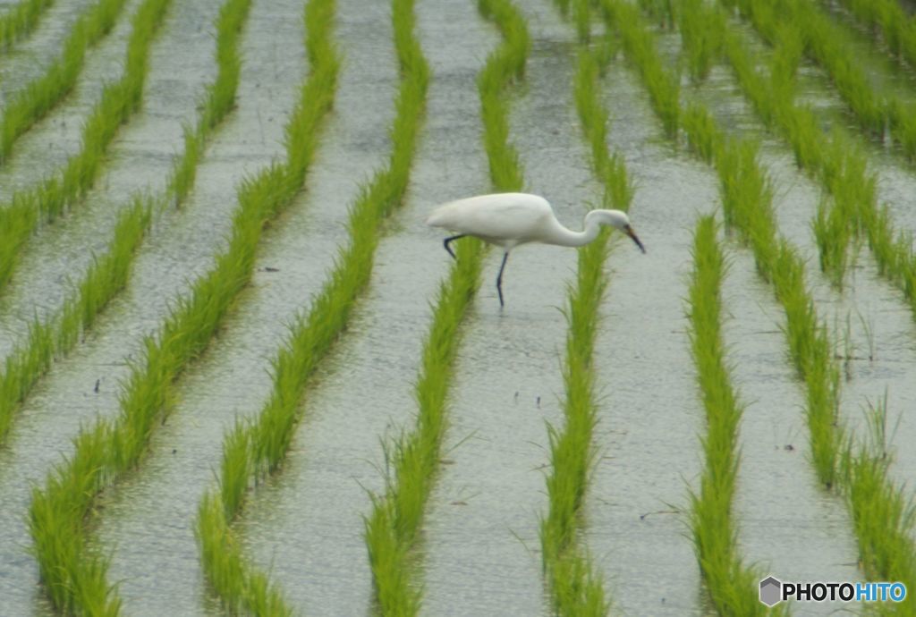 餌を探す