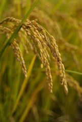 秋　実るほど・・・・・・