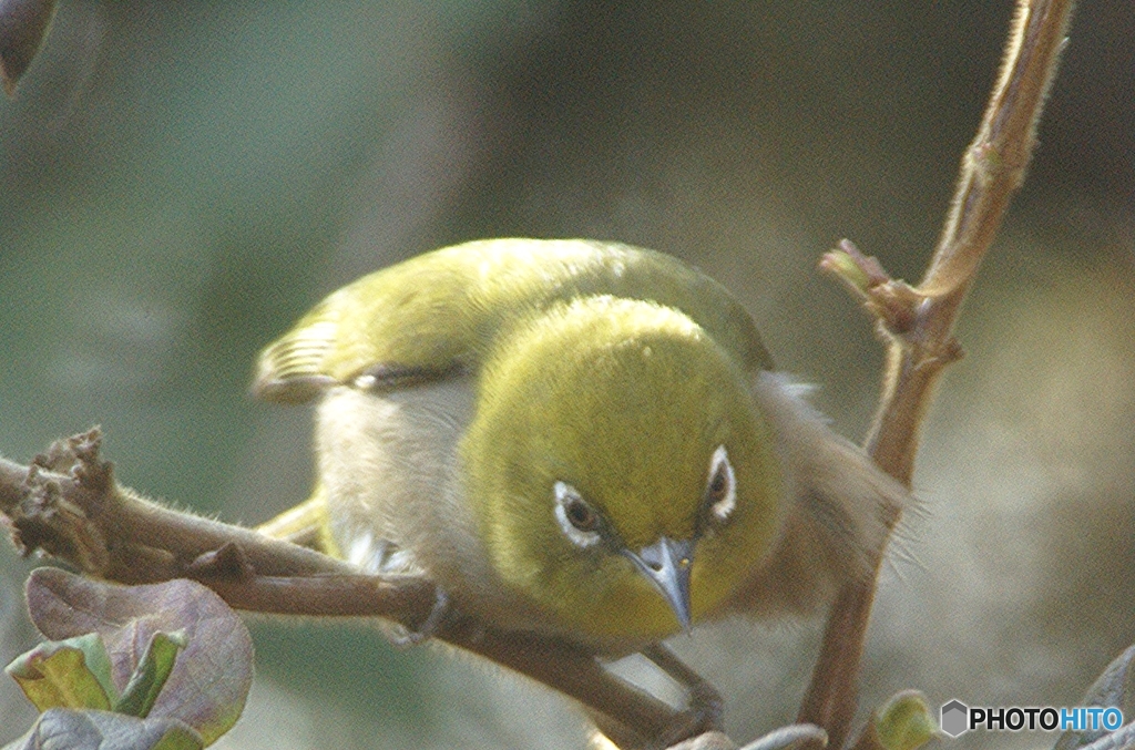 　古い写真から　メジロ　　