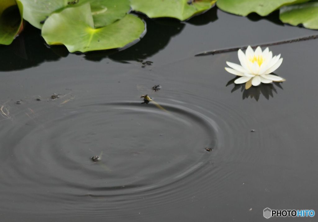 睡蓮と水紋