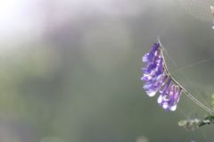 逆光の「クサフジ」