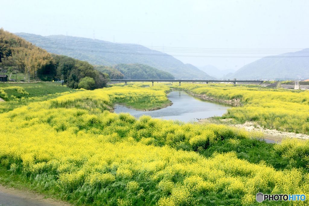 川の春