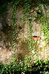 岩を這うみどり