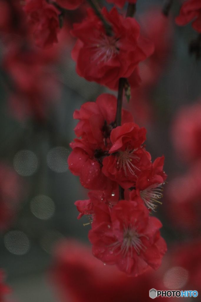 花桃が満開に・・・