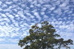 秋空　羊雲