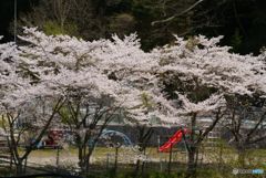 遊び広場と桜