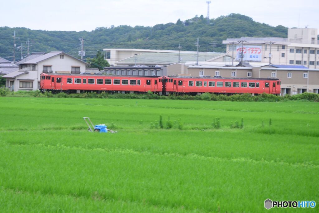 桃太郎線　たらこ列車