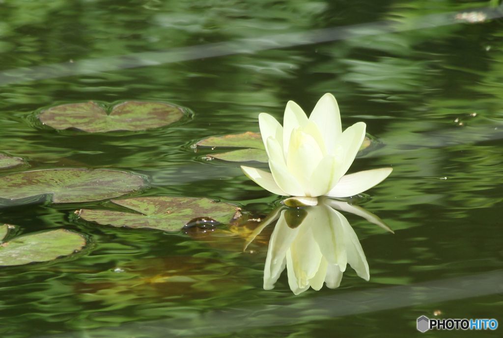 睡蓮.