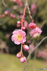 咲き始めの枝垂れ