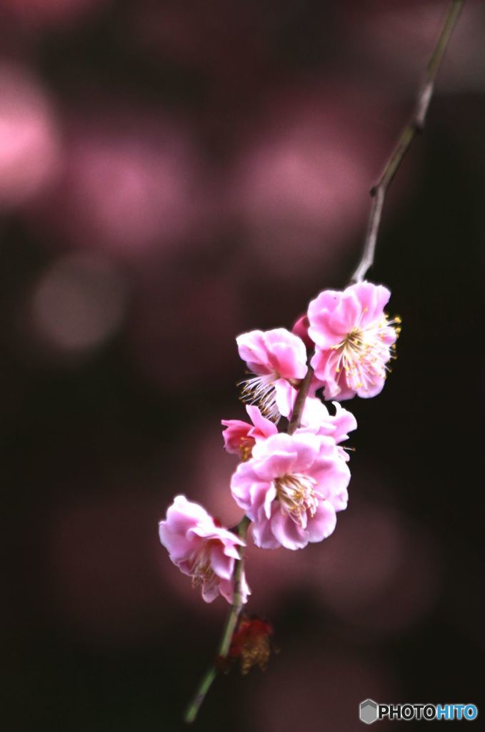 枝垂れの先端