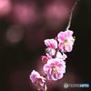 枝垂れの先端