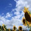 青空　雲　ひまわり