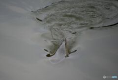 水面近くを泳ぐ