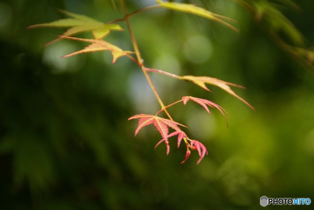 美観地区かいわい散歩（１０）モミジの新芽