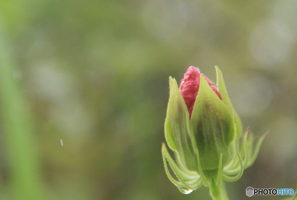未来へ・芙蓉の花蕾
